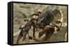 White Clawed Crayfish (Austropotamobius Pallipes) Underwater on Riverbed, River Leith, Cumbria, UK-Linda Pitkin-Framed Stretched Canvas