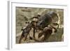 White Clawed Crayfish (Austropotamobius Pallipes) Underwater on Riverbed, River Leith, Cumbria, UK-Linda Pitkin-Framed Photographic Print
