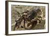 White Clawed Crayfish (Austropotamobius Pallipes) Underwater on Riverbed, River Leith, Cumbria, UK-Linda Pitkin-Framed Photographic Print