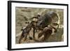 White Clawed Crayfish (Austropotamobius Pallipes) Underwater on Riverbed, River Leith, Cumbria, UK-Linda Pitkin-Framed Photographic Print
