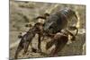 White Clawed Crayfish (Austropotamobius Pallipes) Underwater on Riverbed, River Leith, Cumbria, UK-Linda Pitkin-Mounted Photographic Print