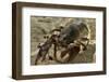 White Clawed Crayfish (Austropotamobius Pallipes) Underwater on Riverbed, River Leith, Cumbria, UK-Linda Pitkin-Framed Photographic Print