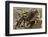 White Clawed Crayfish (Austropotamobius Pallipes) Underwater on Riverbed, River Leith, Cumbria, UK-Linda Pitkin-Framed Photographic Print