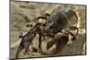 White Clawed Crayfish (Austropotamobius Pallipes) Underwater on Riverbed, River Leith, Cumbria, UK-Linda Pitkin-Mounted Photographic Print