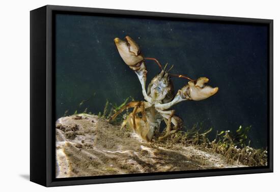 White Clawed Crayfish Underwater, Showing Defensive Posture, River Leith, Cumbria, England, UK-Linda Pitkin-Framed Stretched Canvas