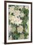 White Clematis, 1887-Claude Monet-Framed Giclee Print