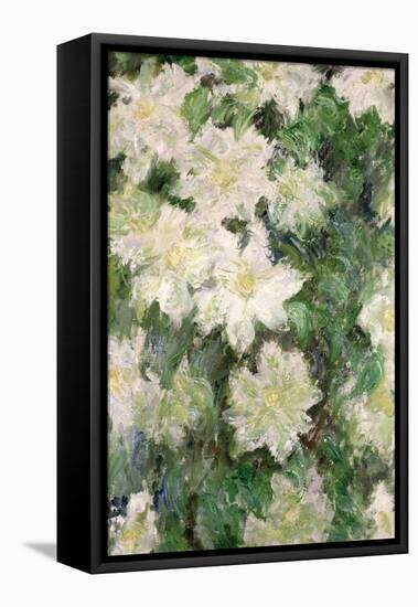 White Clematis, 1887-Claude Monet-Framed Stretched Canvas