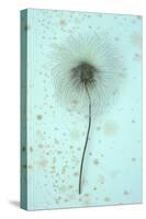 White Clematis Flower-Den Reader-Stretched Canvas