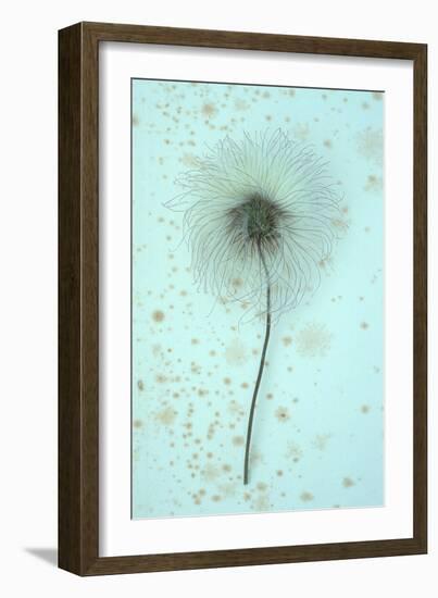 White Clematis Flower-Den Reader-Framed Photographic Print