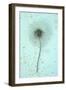 White Clematis Flower-Den Reader-Framed Photographic Print