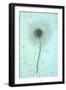 White Clematis Flower-Den Reader-Framed Photographic Print