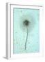 White Clematis Flower-Den Reader-Framed Photographic Print