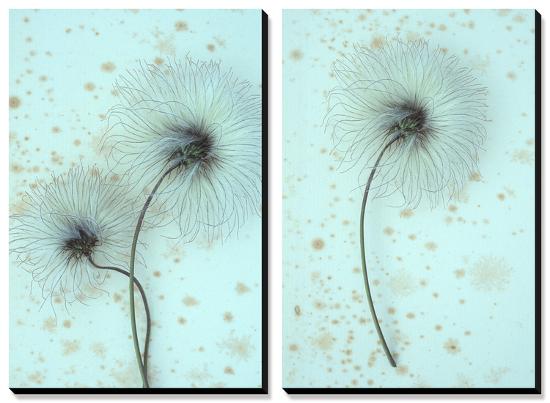 White Clematis-Den Reader-Stretched Canvas