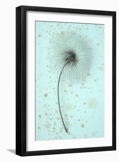 White Clematis-Den Reader-Framed Photographic Print