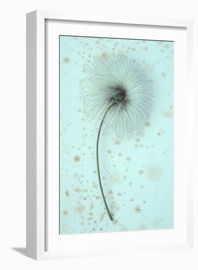 White Clematis-Den Reader-Framed Photographic Print