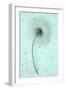 White Clematis-Den Reader-Framed Photographic Print