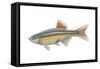 White Cloud Mountain Minnow (Tanichthys Albonubes), Fishes-Encyclopaedia Britannica-Framed Stretched Canvas