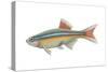 White Cloud Mountain Minnow (Tanichthys Albonubes), Fishes-Encyclopaedia Britannica-Stretched Canvas