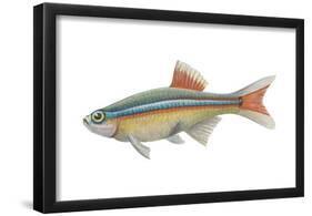 White Cloud Mountain Minnow (Tanichthys Albonubes), Fishes-Encyclopaedia Britannica-Framed Poster