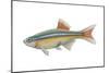 White Cloud Mountain Minnow (Tanichthys Albonubes), Fishes-Encyclopaedia Britannica-Mounted Poster