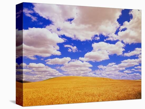 White Clouds Over Wheat Field-Darrell Gulin-Stretched Canvas