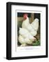 White Cochins-null-Framed Art Print