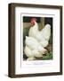 White Cochins-null-Framed Art Print