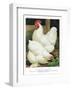 White Cochins-null-Framed Art Print