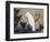 White Cockatoo on a Pine Branch-Ito Jakuchu-Framed Giclee Print