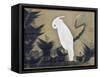 White Cockatoo on a Pine Branch-Ito Jakuchu-Framed Stretched Canvas