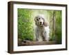 White cocker spaniel dog breed running in the woods towards the camera-Francesco Fanti-Framed Photographic Print