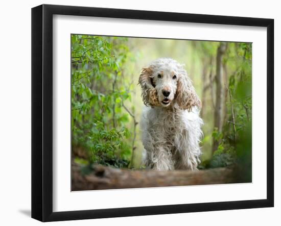 White cocker spaniel dog breed running in the woods towards the camera-Francesco Fanti-Framed Photographic Print