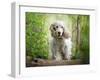 White cocker spaniel dog breed running in the woods towards the camera-Francesco Fanti-Framed Photographic Print