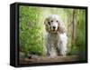 White cocker spaniel dog breed running in the woods towards the camera-Francesco Fanti-Framed Stretched Canvas