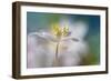 White Color Dream-Heidi Westum-Framed Photographic Print