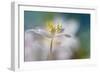 White Color Dream-Heidi Westum-Framed Photographic Print