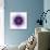 White Concentric Flower Center: Mandala Kaleidoscopic-tr3gi-Art Print displayed on a wall