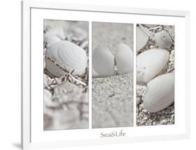 White Conches on the Beach-Uwe Merkel-Framed Photographic Print