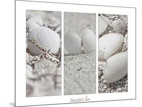 White Conches on the Beach-Uwe Merkel-Mounted Photographic Print