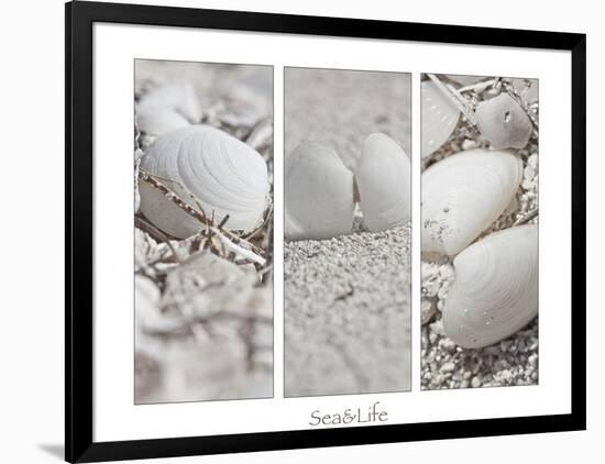 White Conches on the Beach-Uwe Merkel-Framed Photographic Print