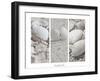 White Conches on the Beach-Uwe Merkel-Framed Premium Photographic Print