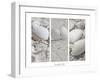 White Conches on the Beach-Uwe Merkel-Framed Premium Photographic Print