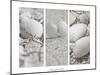 White Conches on the Beach-Uwe Merkel-Mounted Premium Photographic Print