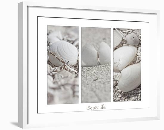 White Conches on the Beach-Uwe Merkel-Framed Photographic Print