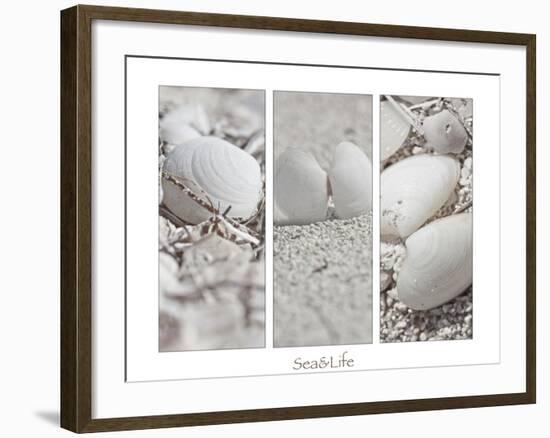 White Conches on the Beach-Uwe Merkel-Framed Photographic Print