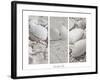 White Conches on the Beach-Uwe Merkel-Framed Photographic Print