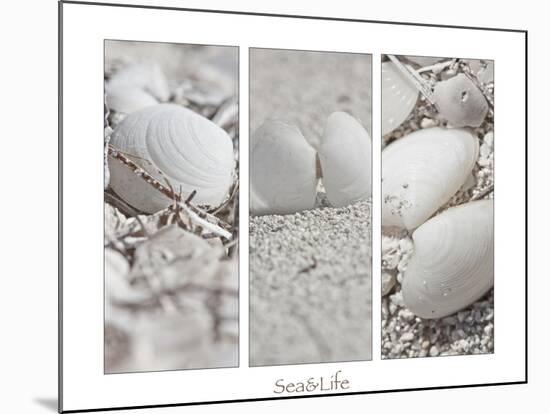 White Conches on the Beach-Uwe Merkel-Mounted Photographic Print