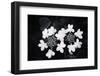 White Confetti-Philippe Sainte-Laudy-Framed Photographic Print