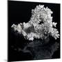 White Coral-prill-Mounted Art Print