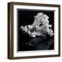 White Coral-prill-Framed Art Print
